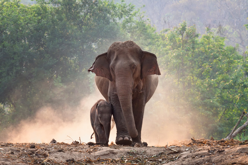 Elephant Sanctuary Phuket dream vacation after covid19